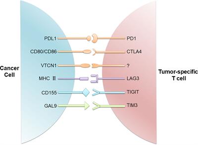 Immune Checkpoint Inhibition for Triple-Negative Breast Cancer: Current Landscape and Future Perspectives